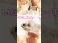 クッキーだ！背後からは迫り来る影　 shorts チキチキバンバン アニソン anime music cute マルプー アニメ マルプー愛好家