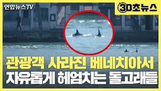 [30초뉴스] 관광객 없으니 여기까지…베네치아 석호에 돌고래 한쌍 / 연합뉴스TV (YonhapnewsTV)