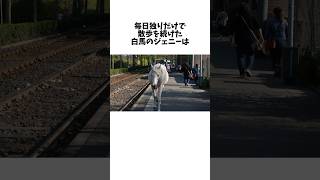 「馬だけで散歩」白馬のジェニーに関する嘘みたいな雑学 #shorts #雑学 #面白い