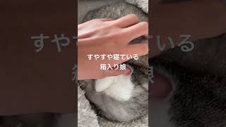 すやすや寝ている箱入り娘#cat #眠る猫 #眠り猫 #ねこ