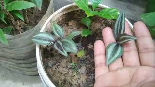 আমার শখের বাগান || আমার বাগানের ফুল || My Garden