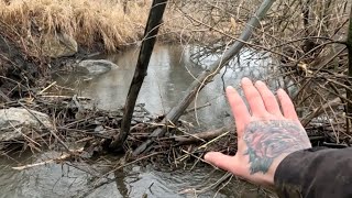 “Unclogging Culvert Discharge Ditch Blocked By Beavers”