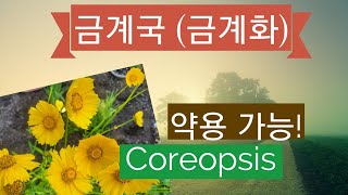 금계국 이렇게 예뻐요 Coreopsis