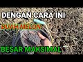 CARA OLAH TANAH || budidaya melon buah 3-4 trik BKR pertanian