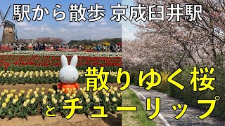 散りゆく桜とチューリップ【京成臼井駅・駅から散歩】