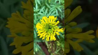 Marigold #flowers #plants #shorts #beautiful #marigold