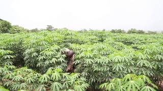 Growing Cassava for Optimum profitability to sustain HQCF Factories