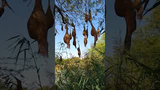 Velavadar Black Buck National Park - Baya Weaver nesting colony.