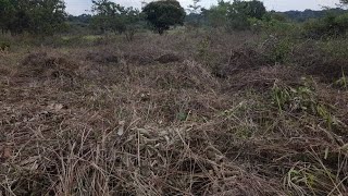 NAMUNKANGA-KAKOOGE NAKASONGOLA DISTRICT _SLASHING PROCESS PART 1.(09/08/2022) +256 772976893