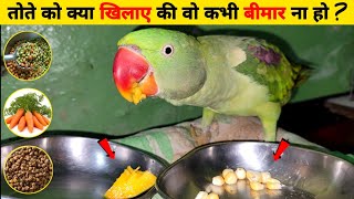 तोते को क्या खिलाए की वो कभी बीमार ना हो ? Parrot Healthy Diet Plan !!