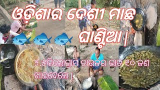 ଓଡ଼ିଶାର ଦେଶୀ ମାଛ 🐟🐟🐟 ଘାଣ୍ଟିଆ | ୧୦ଜଣ ଖାଇଲେ ୨.୫k.g ଚାଉଳର ଭାତ | Rajeshvlog1008