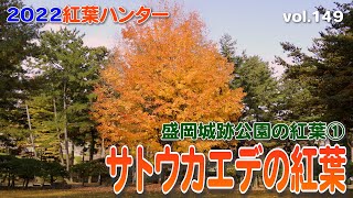 【2022紅葉ハンター】今や盛岡城跡公園のシンボルツリー～サトウカエデの紅葉 Autumn leaves in Morioka Castle Site Park【盛岡城跡公園の紅葉①】