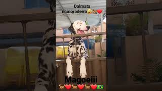 dalmata namoradeira #cachorro #shortsfeed