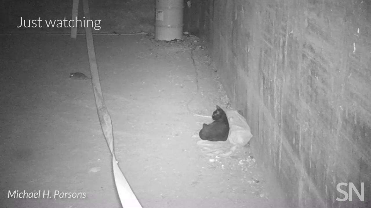 Here S What Happens When Streetwise Cats Meet Nyc Rats Science News