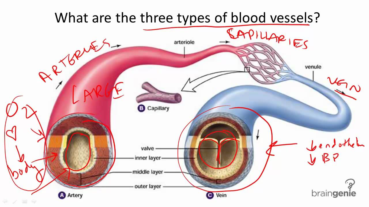 8.7.2 Blood Vessel Structure And Function - YouTube