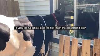 Impatient pet cow moos loudly at farmers window every day for morning hug