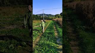 Marijuana plantation in central Italy. Марихуановая плантация в центре Италии