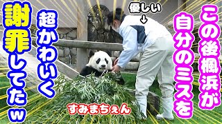 楓浜にペチッと叩かれたｗ🍁飼育員さんの優しさに会場がほっこり😆 in 白浜アドベンチャワールドの赤ちゃんパンダさん