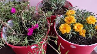 Tips for growing and taking care of portulaca/moss ross plant ( पोर्टुलाका की देखभाल )