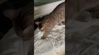 貓咪踏踏棉被 #cat #catvideos #funnycats