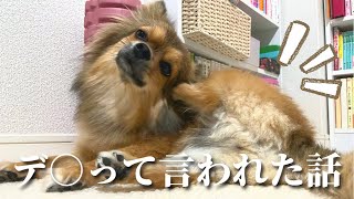 【ポメチワ】ペット保険請求｜梨好きな愛犬｜デブって言われた話【共働き夫婦】