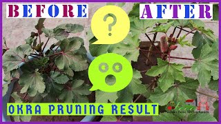 How to make Red Okra | Lal Bhindi | Kashi Lalima bushy and productive before and after pruning