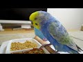 うちのインコ、薄目をよくするんです・・・《16歳のご長寿おじいちゃんセキセイインコ愛ちゃん日記》16 year old budgerigar ai chan diary