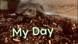 Tortoise Diaries: My Day 1 Jan. 2021