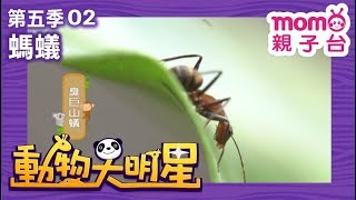 動物大明星 S5【螞蟻】第5季 第02集｜認識動物｜自然生態｜魚類｜爬蟲類｜昆蟲｜海洋生物｜哺乳類｜Animal big star｜兒童電視節目【親子台｜官方HD完整版】momokids