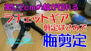 ラチェットギア付き剪定ばさみ購入と梅剪定2025.1.2今日もわんこは園芸と