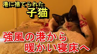 保護猫活動13｜順調に育っています｜コグと仲良し｜秋の地域猫