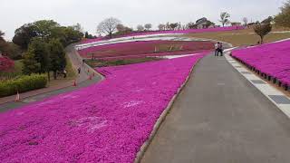 おおた芝桜まつり2018〔開花状況〕4月6日