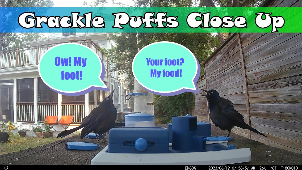 Close Up Grackle Puffs Youtube