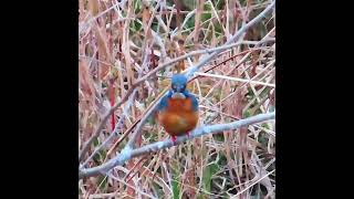 カワセミ調布地区お父さん往路ショート 2025 02 16 #カワセミ #野鳥 #birds #wildlife #nature #自然観察ぶらり散歩