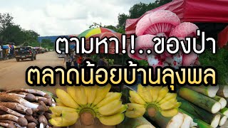 ตามหาของป่า...ต้องมา “ตลาดน้อยหน้าบ้านลุงพล” |ลุงพลแผ่อานิสงส์|