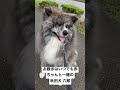 お散歩はいつでも赤ちゃんと一緒の秋田犬 六郎 shorts