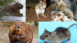 Rodent | Wikipedia audio article