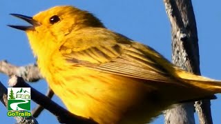 Yellow warbler call / song / sounds | Bird