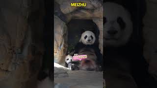 萌萌拿妹猪垫手，妹猪动都不敢动 #cute #pandachina #animals #panda #funny #pandacub #cutepanda #giantpanda #zoo