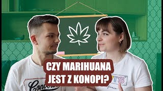 💚 MARIHUANA TO KONOPIE SIEWNE?!🍀 (PODSTAWOWA KLASYFIKACJA ROŚLIN KONOPI)