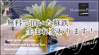 【ドライガーデン】 無料で頂いた蘇轍、生まれ変わります！　新築マイホームにもオススメ　観葉植物　シンボルツリー