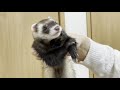 泥棒フェレットを探しています【ferret 832】