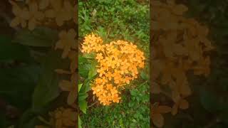 Beautiful ixora flower🌼