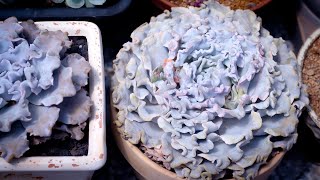 Secrets to Thriving Echeveria Crispate Beauty: Expert Care Tips!