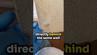 145K+ Mold Spores Behind The Refrigerator