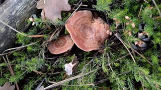 El falso níscalo (Lactarius chrysorrheus) sus diferencias con el verdadero (Lactarius deliciosus).