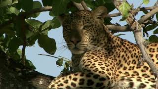 Wildes Botswana Highlights 2014