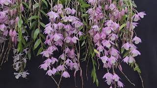 #Dendrobium 'Bohemian Rhapsody' 