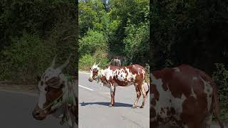 செம்மரை பர்கூர் மாடுகள் #cattle #native #livestock #hills #nature #forest