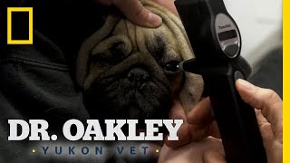 Painful Puggy Eyes | Dr. Oakley, Yukon Vet